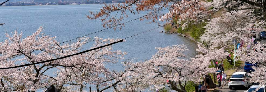 海津大崎の桜並木と湖岸