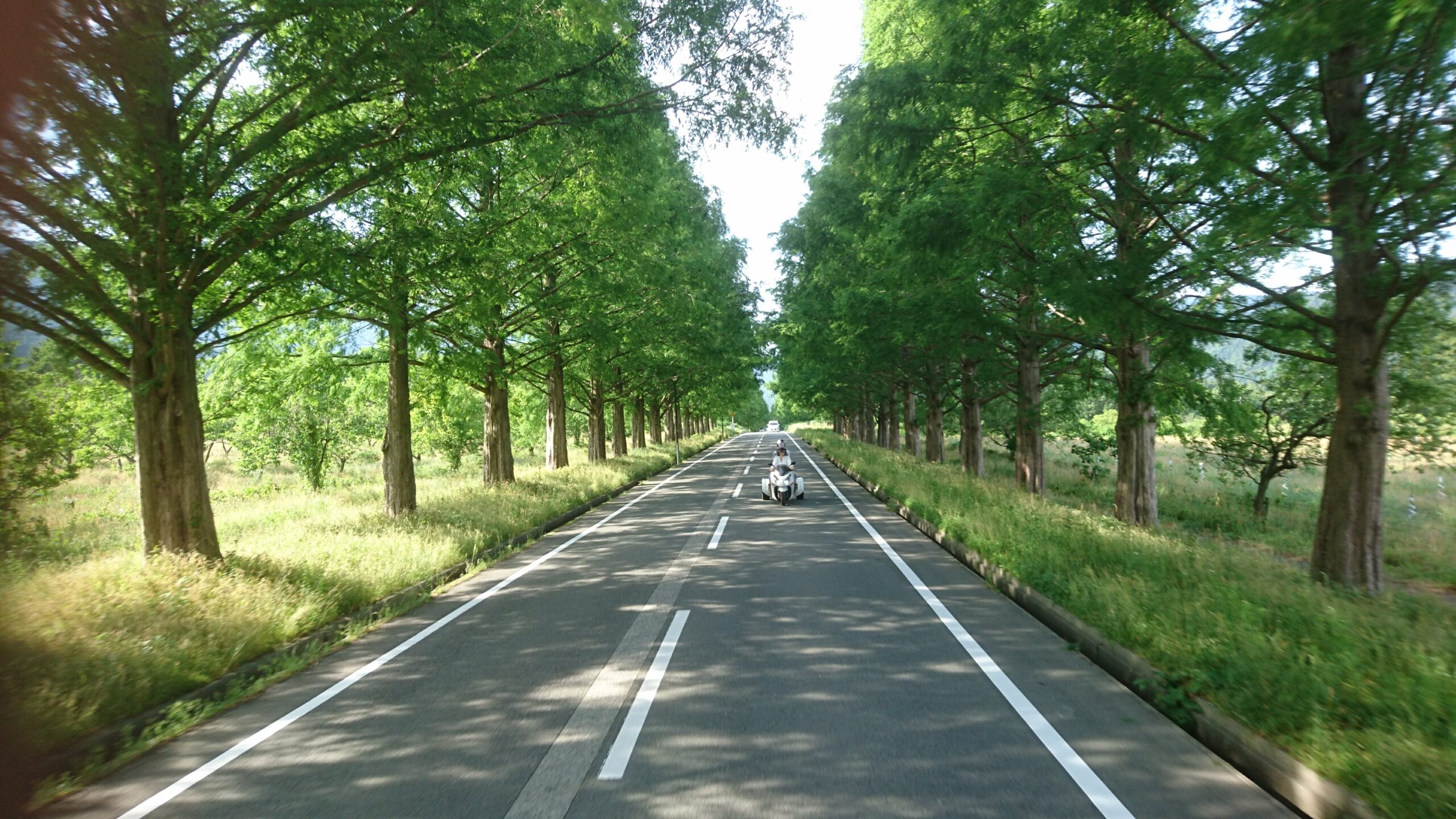 メタセコイア並木のストレートロード