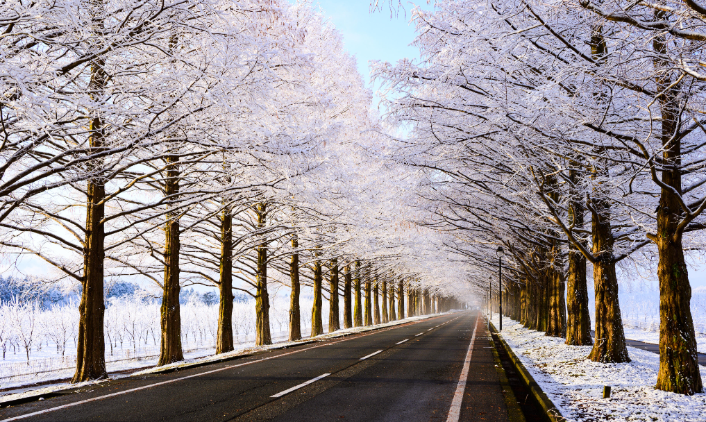 メタセコイヤ並木 冬の風景