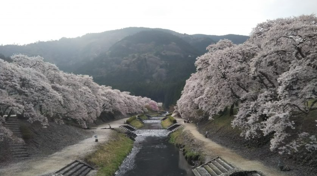 鮎河の千本桜
