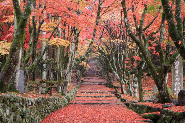 鶏足寺の紅葉